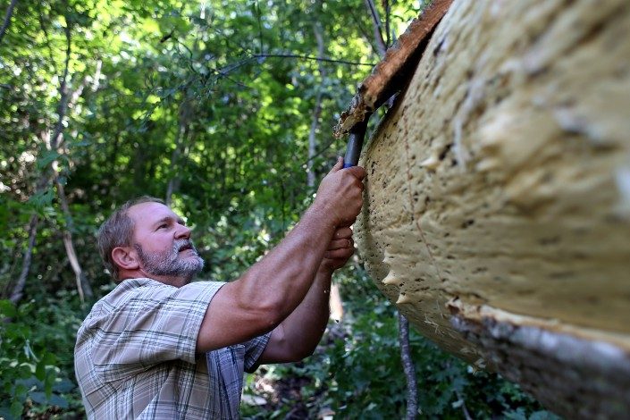Danny Heatherly, founder of BarkClad, hand-peels bark from the trunk of a Southern Tulip Poplar tree.