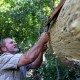 Danny Heatherly, founder of BarkClad, hand-peels bark from the trunk of a Southern Tulip Poplar tree.
